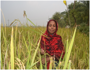 কৃষি কাজ করে স্বাবলম্বী পটুয়াখালীর মাকসুদা বেগম