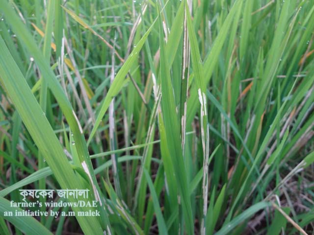 ধানরে পাতা মোড়ানাে পোকা