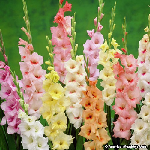 success story of farmer in flower cultivatiin