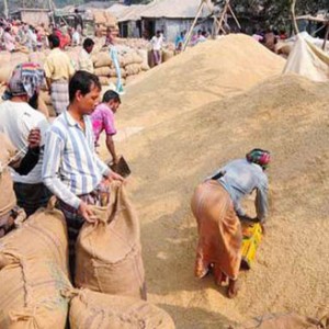কৃষকদের কাছ থেকে আরও আড়াই লাখ টন ধান কিনবে সরকার