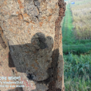 দেবদারুর কান্ড ছিদ্রকারি পোকা