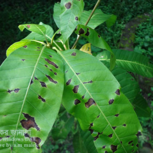 আমের পাতার দাগ রোগ
