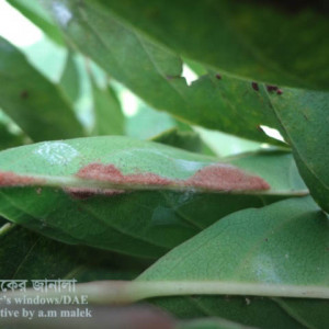 জলপাইয়ের পাতার গল