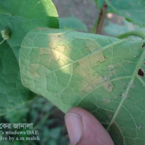 চিচিঙ্গা ডাউনি মিলডিউ রোগ