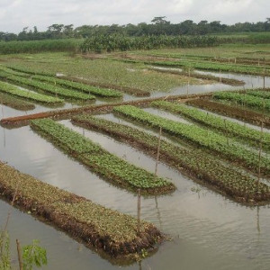 নিচু এলাকার জন্য উত্তম ফসল ভাসমান সবজি চাষ