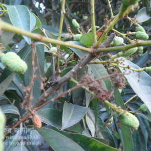 লিচুর স্কেল পোকা