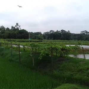 পুকুরপাড়ে সবজি চাষ