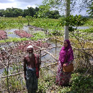 ভাসমান বেডে সবজি