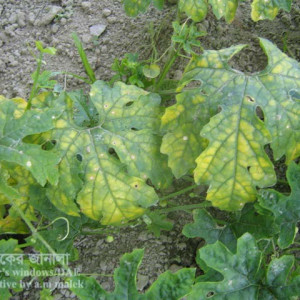 করলার ডাউনিমিলডিউ রোগ