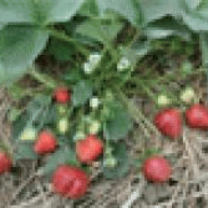 বারি স্ট্রবেরি-২