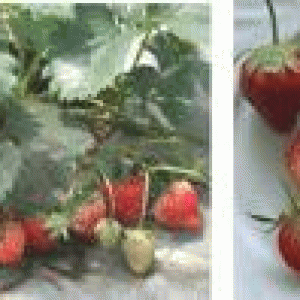 বারি স্ট্রবেরি-১